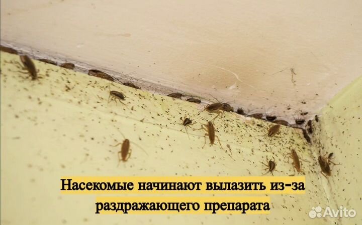 Уничтожение тараканов клопов Дезинсекция