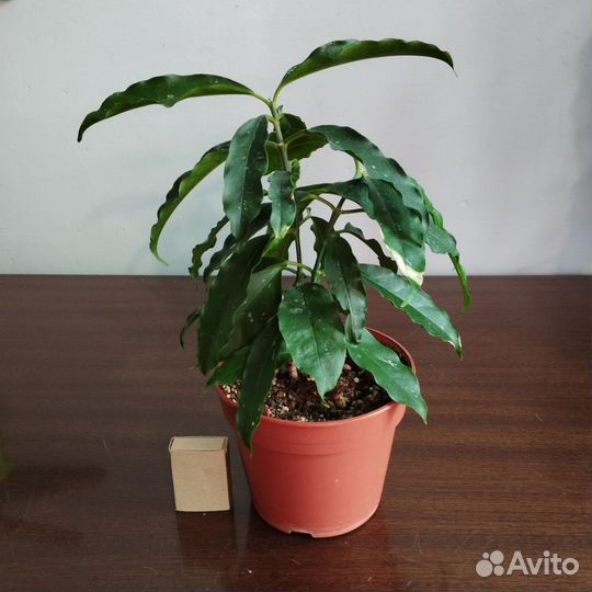 Хойя. Сансиверия