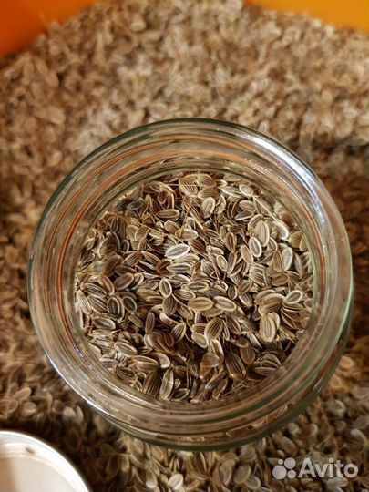 Семена укропа со своего огорода