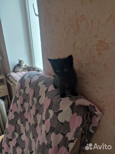 Кошка в дар