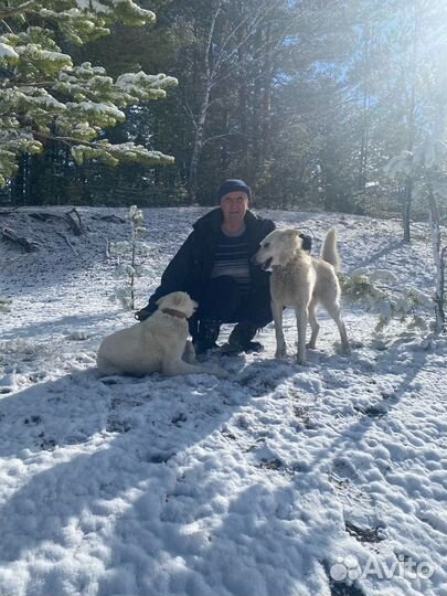 Отдых на Алтае