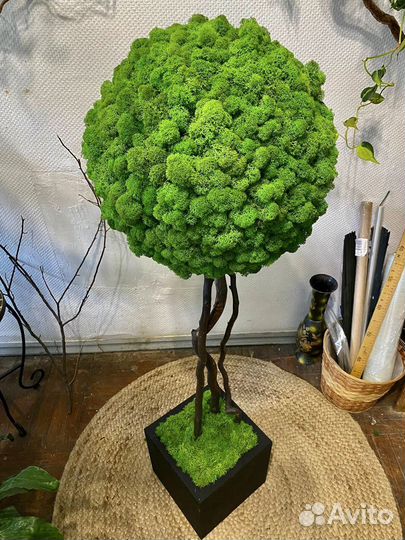 Топиарии из стабилизированного мха
