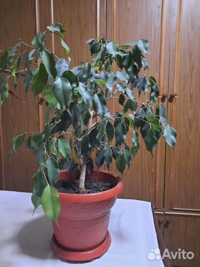 Комнатные растения цветы