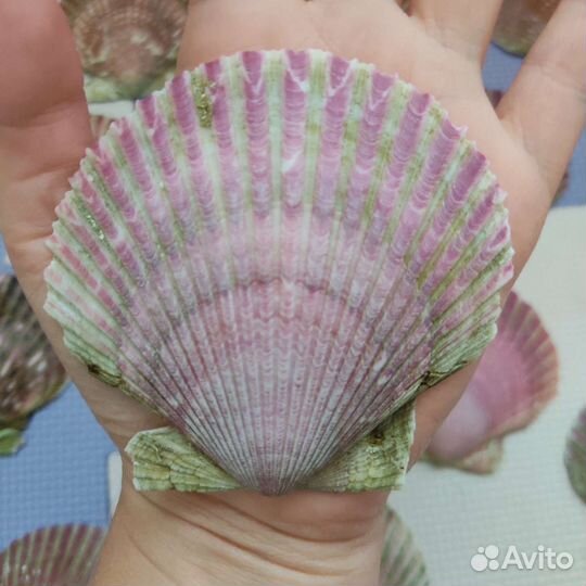 Морские ракушки, раковины морских гребешков