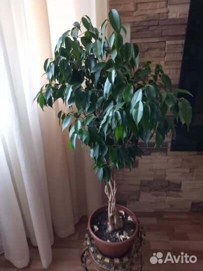 Фикус бенджамина /сортовые