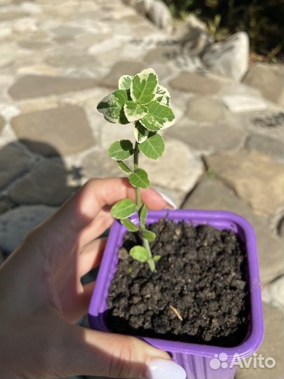 Бересклет за шоколад