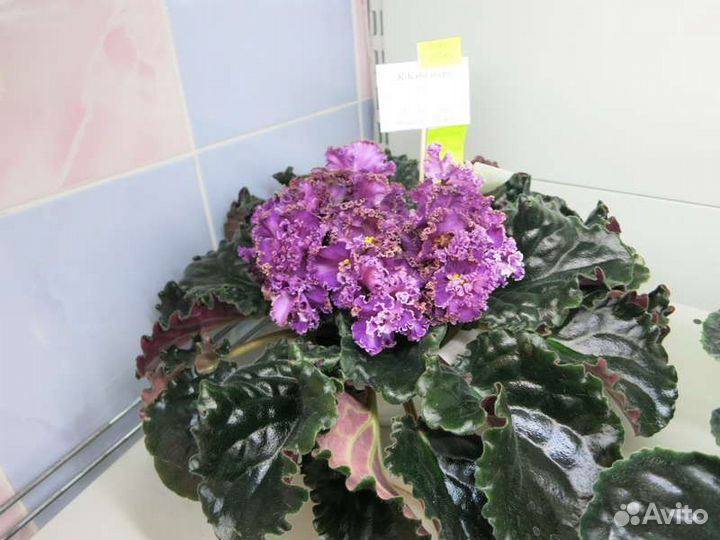 Фиалки-укоренённые листы