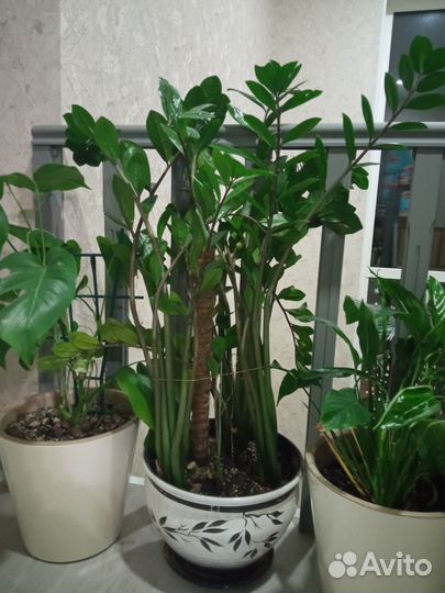 Замиокулькас