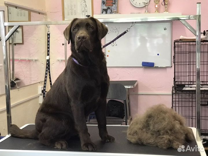 Стрижка кошек и собак