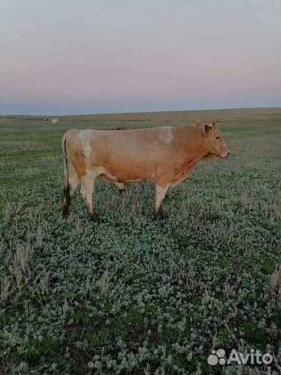 Тёлки, быки