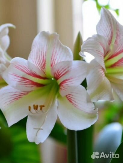 Гиппеаструм