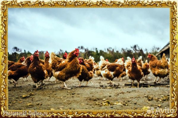 Куры несушки с доставкой по районам