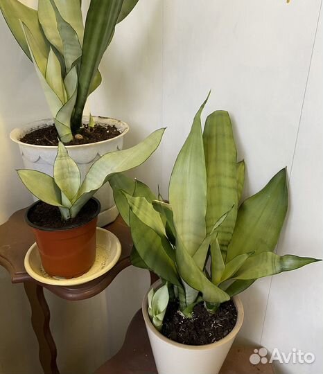 Сансевиерия муншайн