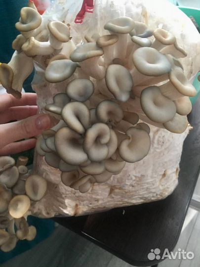 Мицелий вешенки