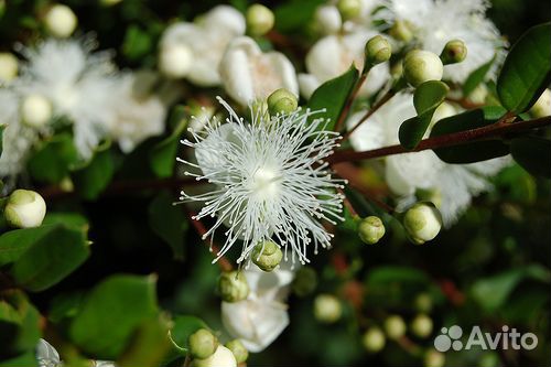 Сортовые мирты,лума