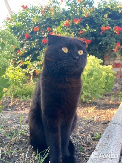 Котята мейн-кун метис бронь