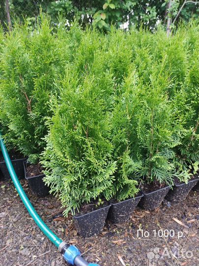 Туя Смарагд