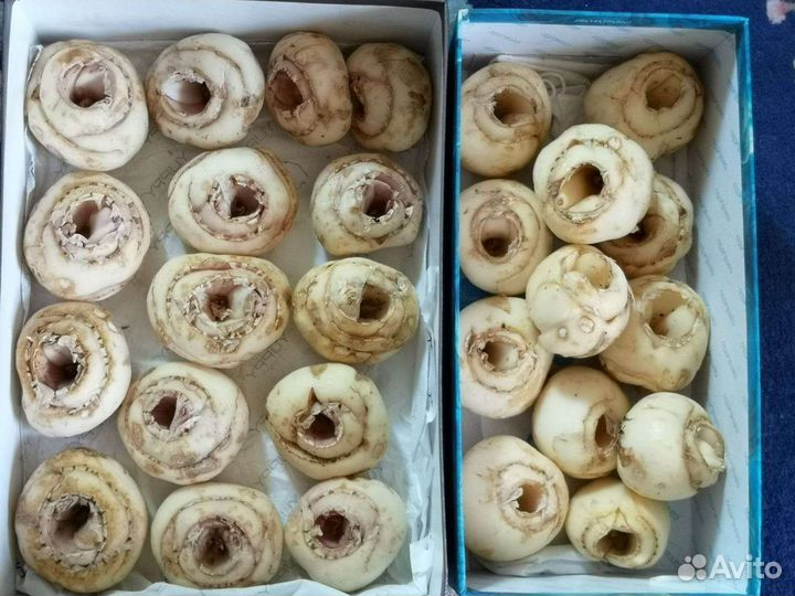 Рябчик императорский жёлтый и оранжево- красный