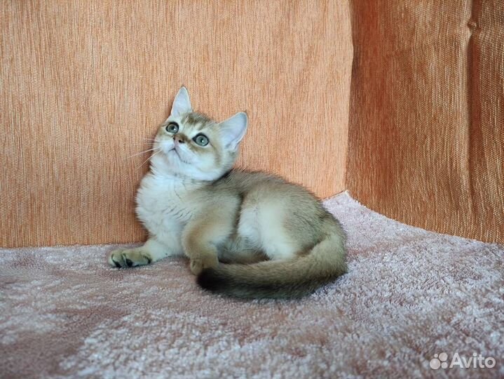 Золотой котенок