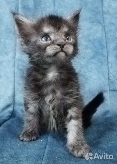 Котята мейн кун