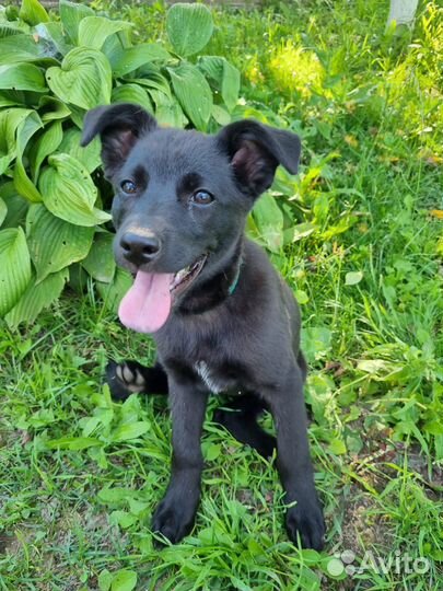 Собака в добрые руки даром