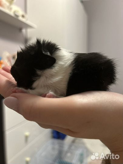 Морская свинка