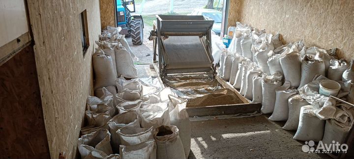 Семена кормовой и полусахарной свеклы Лада