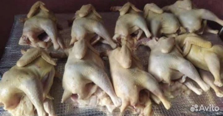 Домашние Отборные куры