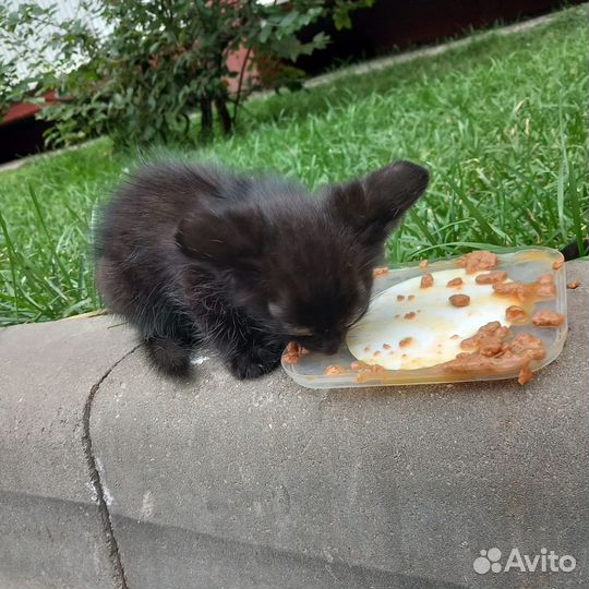Котёнок черный с голубыми глазками