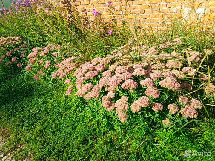 Хоста, очиток, ирисы