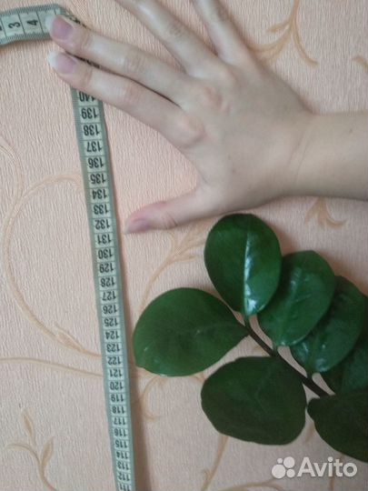 Комнатные растения Замиакулькас