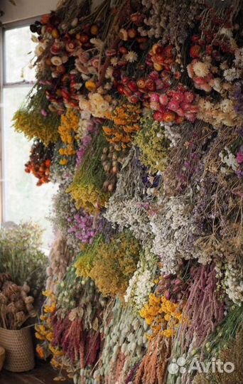 Сухоцветы для творчества