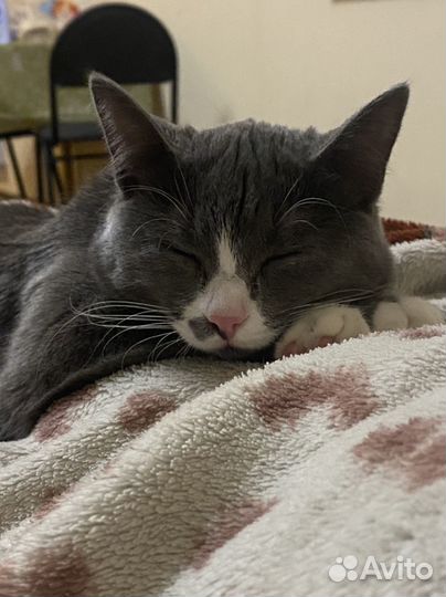 Кошка бесплатно