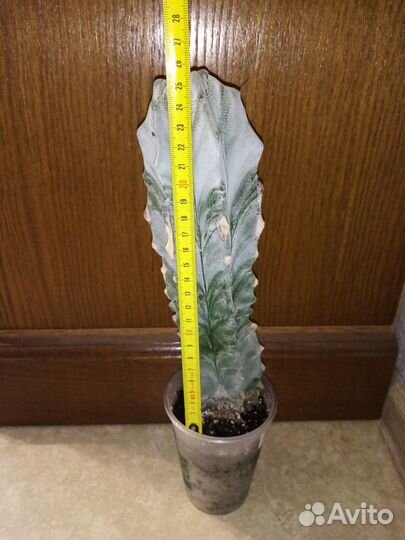 Кактус Астрофитум