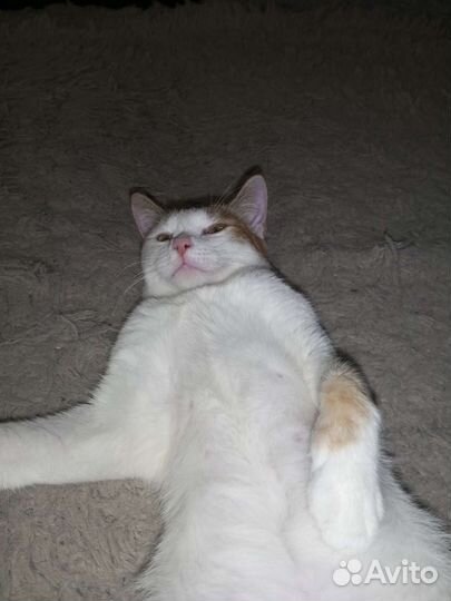 Трёхцветная кошечка