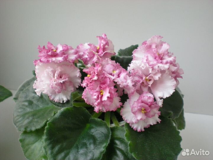 Сортовые фиалки