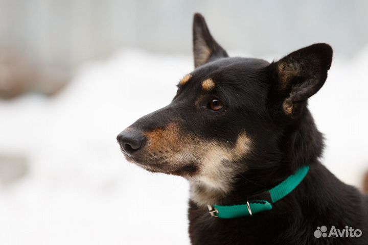Отдам даром собаку Мулю в добрые руки