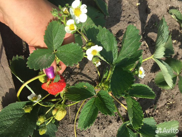 Рассада клубники. Гигантелла Максим, ремонтантная