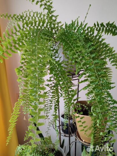Комнатные цветы, папоротник