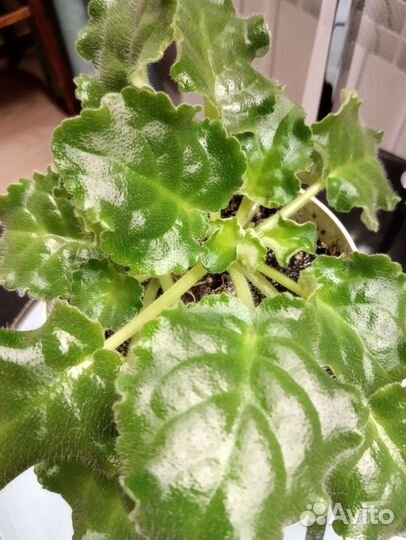 Фиалка сортовая