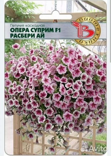 Рассада петунии