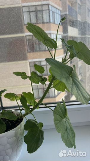 Пеларгония герань