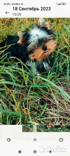 Щенки Йорка