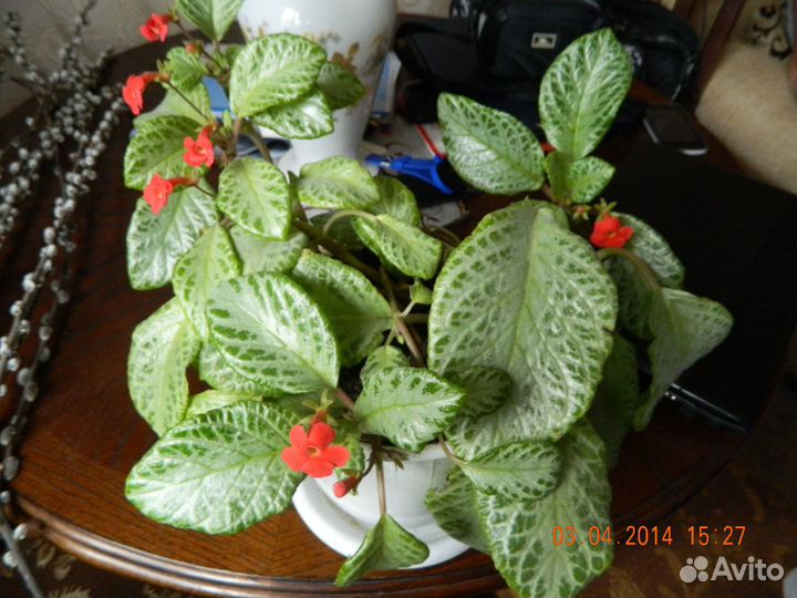 Эписция,Колерия,Молочай,Руэллия,Каллизия,Крестовни