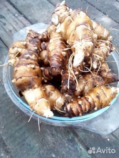 Топинамбур клубни