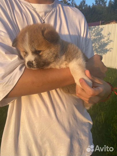 Щенки Акита ину