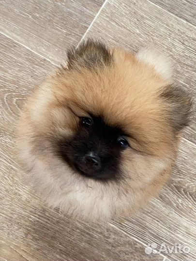 Щенки шпица