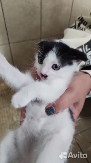 Котеночек белый с черным и с висячими ушками