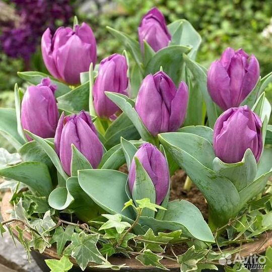 Тюльпаны карликовые