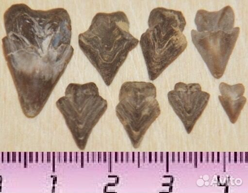 Аммониты и ринхолиты (